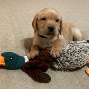 Labrador Retriever Puppy Mercedes