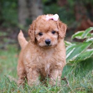 Goldendoodle Puppy Taila