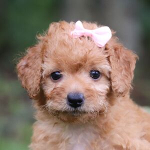 Goldendoodle Puppy Taila