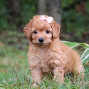 Goldendoodle Puppy Taila