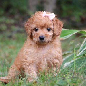 Goldendoodle Puppy Taila