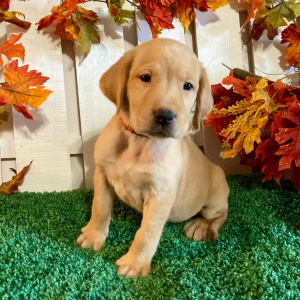 Labrador Retriever Puppy Madelyn