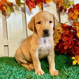 Labrador Retriever Puppy Madelyn