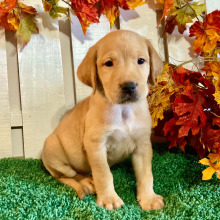 Labrador Retriever Puppy Madelyn