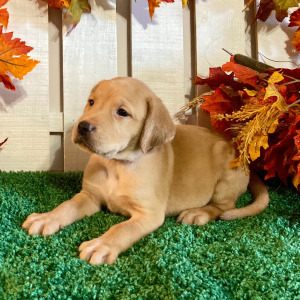 Labrador Retriever Puppy Madelyn