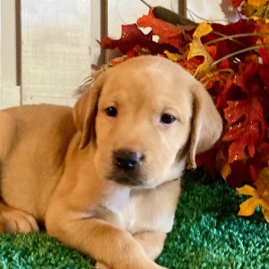 Labrador Retriever Puppy Madelyn