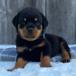 Rottweiler Puppy Bruno