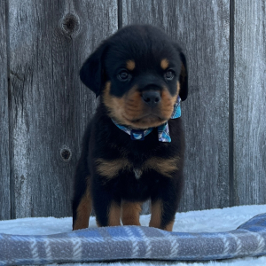 Rottweiler Puppy Bruno