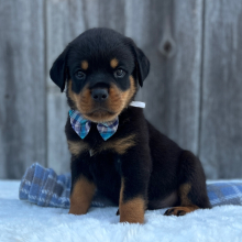 Rottweiler Puppy Bruno