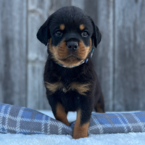 Rottweiler Puppy Bruno