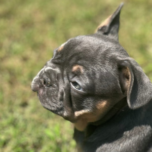 French Bulldog Puppy Lola