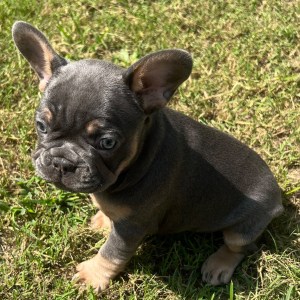 French Bulldog Puppy Lola