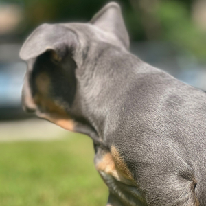 French Bulldog Puppy Lola