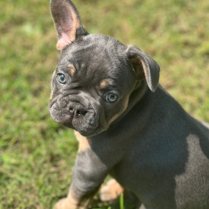 French Bulldog Puppy Lola