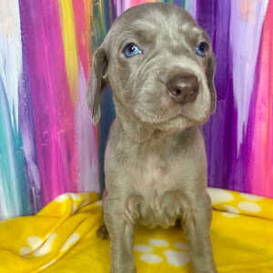 Weimaraner Puppy Sunny Girl
