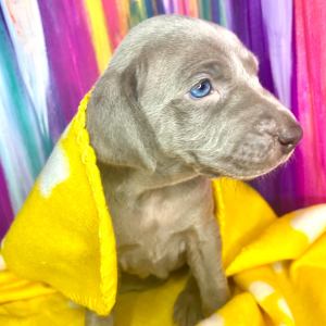 Weimaraner Puppy Sunny Girl