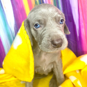 Weimaraner Puppy Sunny Girl