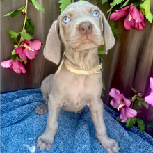 Weimaraner Puppy Sunny Girl