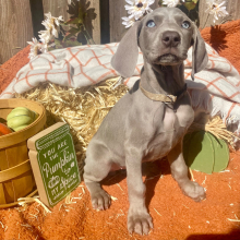 Weimaraner Puppy Sunny Girl