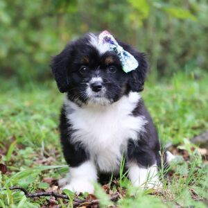 Bernedoodle Puppy Baila