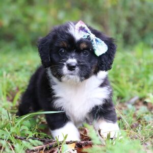 Bernedoodle Puppy Baila