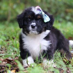 Bernedoodle Puppy Baila