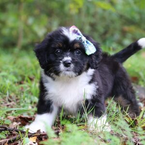 Bernedoodle Puppy Baila