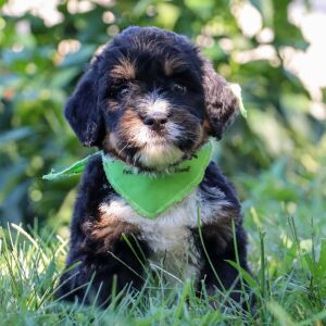 Bernedoodle Puppy Quesadilla