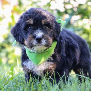 Bernedoodle Puppy Quesadilla