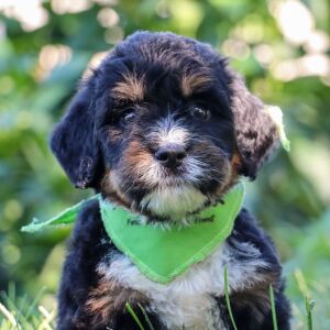 Bernedoodle Puppy Quesadilla