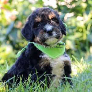 Bernedoodle Puppy Quesadilla