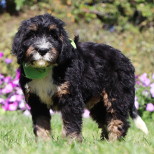 Bernedoodle Puppy Quesadilla