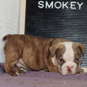 Bulldog Puppy Smokie
