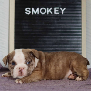 Bulldog Puppy Smokie