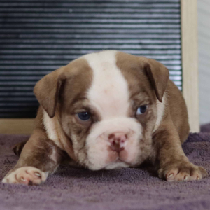 Bulldog Puppy Smokie