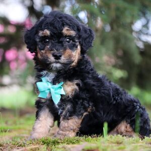 Poodle Puppy Isaac