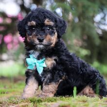 Poodle Puppy Isaac