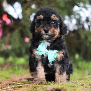 Poodle Puppy Isaac