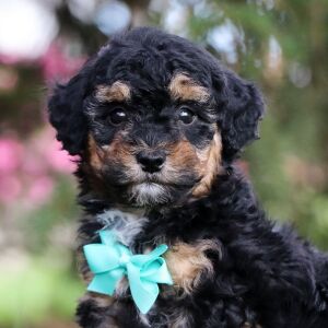 Poodle Puppy Isaac
