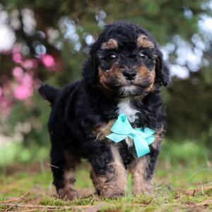 Poodle Puppy Isaac