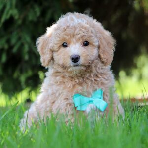 Bichonpoo Puppy Hosea