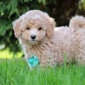 Bichonpoo Puppy Hosea