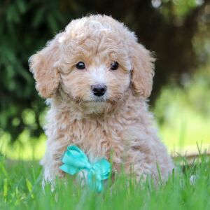 Bichonpoo Puppy Hosea