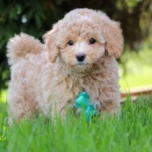 Bichonpoo Puppy Hosea