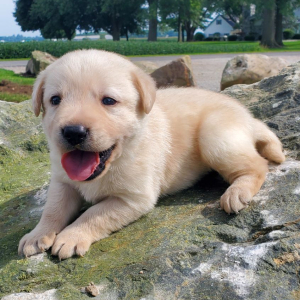 Labrador Retriever Puppy Ted