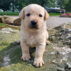 Labrador Retriever Puppy Ted