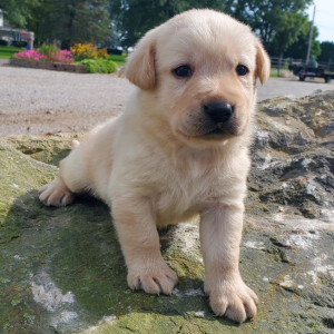 Labrador Retriever Puppy Ted