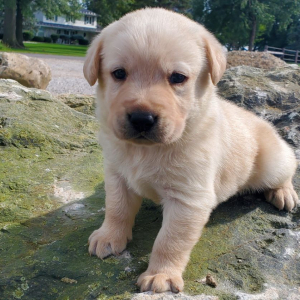 Labrador Retriever Puppy Ted
