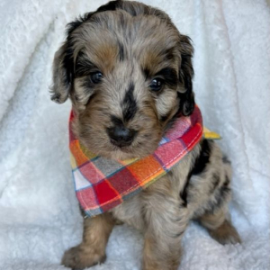Bernedoodle Puppy Nessa