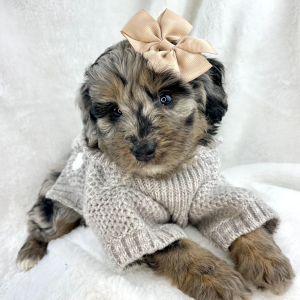 Bernedoodle Puppy Nessa